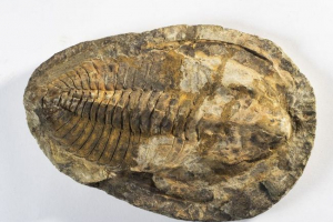 Ordigrian-silikon izumiranje