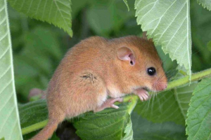 Oshness sonya - beba, toplina koja voli Oshness sonya - beba, toplina koja voli