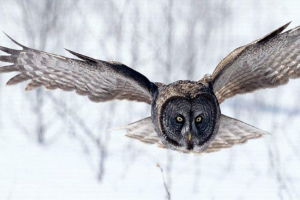 Sova misterija mudra ptice Sova misterija mudra ptice