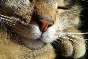 Organi, snaga i značenje mačaka Organi, snaga i značenje mačaka