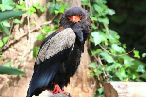 Orela-scrookh Orela-scrookh