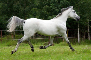 Orlovsk konji - legendarni brežuljak