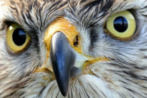 Eagles - pogledi i opis Eagles - pogledi i opis