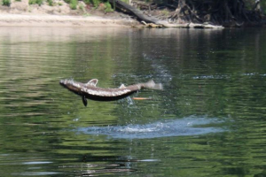 Sturgeon je ubio 5-godišnju djevojku dok je hodala na brodu Sturgeon je ubio 5-godišnju djevojku dok je hodala na brodu