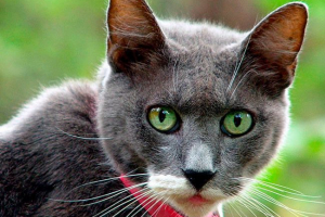 Ovratnik za mačke i mačke iz buha, krpelji - top 3 najbolji