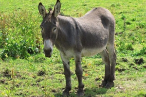 Aaaara centar grada Aaaara centar grada