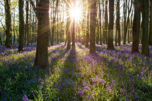 Osnovni planet biomesa Osnovni planet biomesa