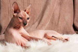 Značajke mačaka pasmina sphinx Značajke mačaka pasmina sphinx