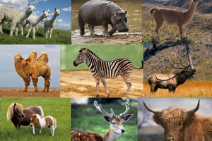 Značajke i distribucija sisavaca Značajke i distribucija sisavaca