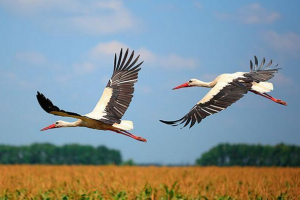 Značajke migracijskih roda