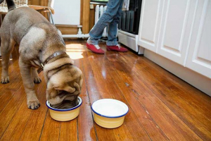 Značajke sharpezine prehrane kod kuće Značajke sharpezine prehrane kod kuće