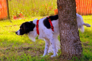 Značajke procesa odabira u biljkama i životinjama Značajke procesa odabira u biljkama i životinjama