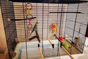 Značajke odabira stanica za papige Značajke odabira stanica za papige