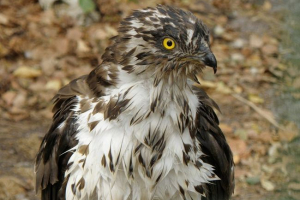 Osoed običan Osoed običan