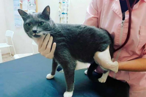 Osteosinteza u mačkama - što je? Osteosinteza u mačkama - što je?