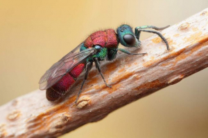 Wasp-sjajni ili zlatni ose