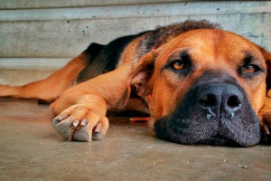 Što se pojavljuje i opasnost od psa je opasna? Što se pojavljuje i opasnost od psa je opasna?