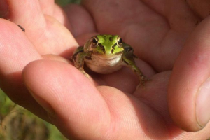 Od toadova nalaze se bradavice? Cijela istina o čudnom mitu
