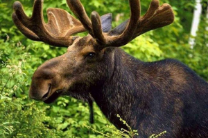 Otac i sin iz voronezh će se pojaviti pred sudom za ubojstvo elka Otac i sin iz voronezh će se pojaviti pred sudom za ubojstvo elka