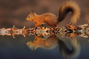 Odraz životinja u vodi: tko je u svjetlu sve lijepe? Odraz životinja u vodi: tko je u svjetlu sve lijepe?