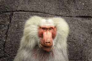 Primate za odvajanje: klasifikacija, karakteristike, znakovi, areal i sigurnosni status Primate za odvajanje: klasifikacija, karakteristike, znakovi, areal i sigurnosni status