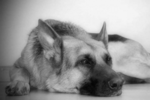 Shepherd iz novorossiysk, koji je bio vezan za automobil, umro je Shepherd iz novorossiysk, koji je bio vezan za automobil, umro je