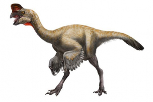 Oviraptor Oviraptor