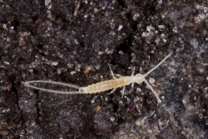 Padura ili vilokhvostka Padura ili vilokhvostka