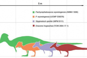 Pakhicefalosaurus (pachycephalosaurus) Pakhicefalosaurus (pachycephalosaurus)