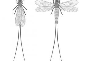 Paleodiosterteers - prapovijesni insekti Paleodiosterteers - prapovijesni insekti