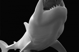 Paleokarharicia - drevni morski pas Paleokarharicia - drevni morski pas