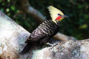 Palechaty camer - retara dwarf dyatlov Palechaty camer - retara dwarf dyatlov