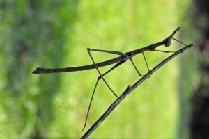 Šupljina (insekt) Šupljina (insekt)