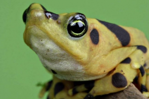 Panamska zlatna žaba - otrovno blago Panamska zlatna žaba - otrovno blago