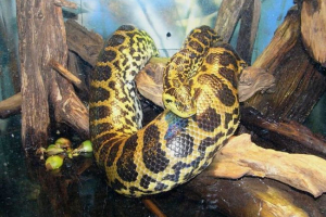 Paragvajska anakonda, ili žuta anakonda Paragvajska anakonda, ili žuta anakonda