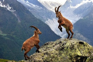 Mountain alpine goat ibex Mountain alpine goat ibex