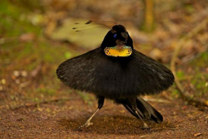 Carolia carol - rajska ptica