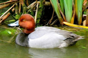 Caper dudes: sve info ptica, fotografija Caper dudes: sve info ptica, fotografija