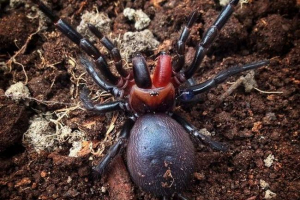 Spider-dracula: istina ili mit? Spider-dracula: istina ili mit?