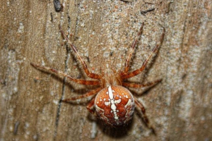 Pauk-križarski Pauk-križarski