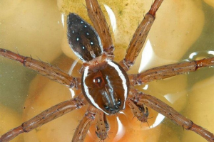 Pauk - rybak Pauk - rybak