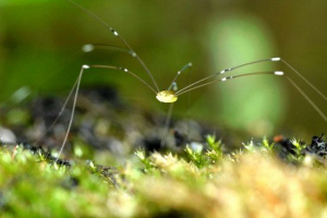 Spider senokosets Spider senokosets