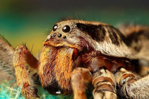 Pauk tarantul Pauk tarantul