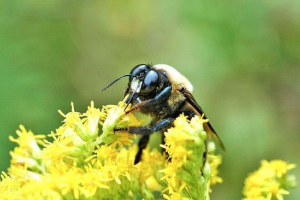 Pčelinji stolar Pčelinji stolar