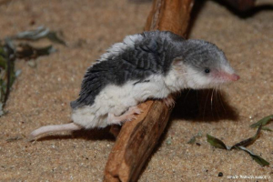 Pegii putuok - iskopavanje-ljepota