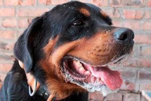 Pjena iz usta psa - što to znači? Pjena iz usta psa - što to znači?