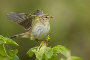 Petrochka-vesnyk - bowlish Petrochka-vesnyk - bowlish