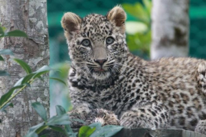 Prednji azijski leopard Prednji azijski leopard