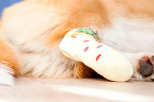 Fraktura psa šapa: liječenje kod kuće Fraktura psa šapa: liječenje kod kuće