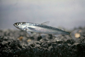 Pereslavsky rypushka Pereslavsky rypushka